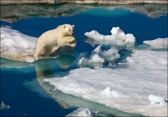 polar-bear-picture_Paul_Nicklen.jpg